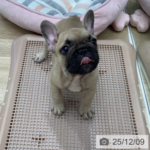 フレンチ・ブルドッグの写真