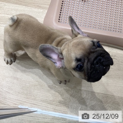 フレンチ・ブルドッグの写真