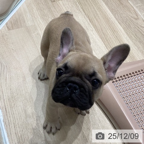 フレンチ・ブルドッグの写真