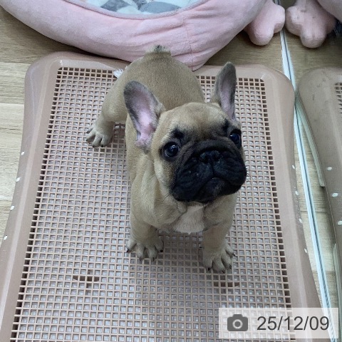 フレンチ・ブルドッグの写真