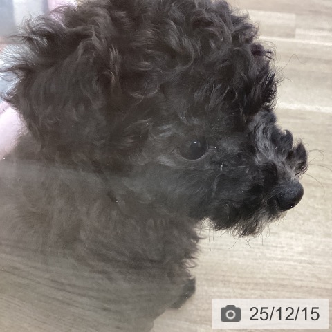 愛知県のトイプードル(トイ) (ペットプラス みなと店/2025年10月8日生まれ/女の子/シルバー)の子犬の4枚目の画像