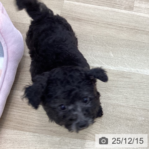 愛知県のトイプードル(トイ) (ペットプラス みなと店/2025年10月8日生まれ/女の子/シルバー)の子犬の3枚目の画像