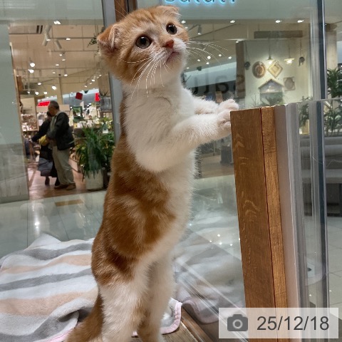 スコティッシュフォールドの写真