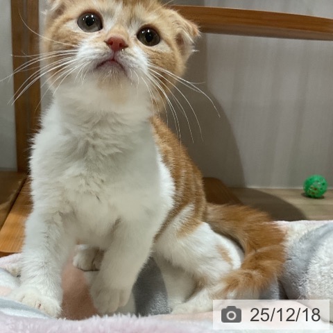 スコティッシュフォールドの写真