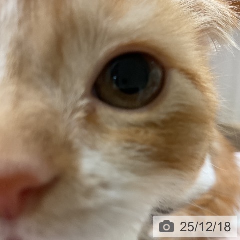 スコティッシュフォールドの写真