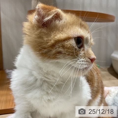 スコティッシュフォールドの写真