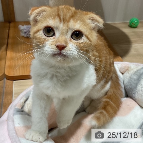 スコティッシュフォールドの写真