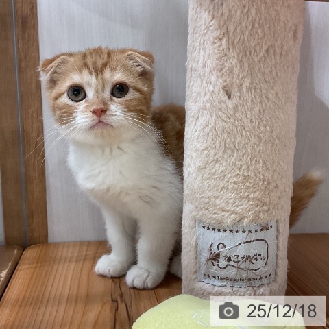 スコティッシュフォールドの写真