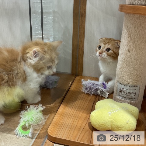 スコティッシュフォールドの写真