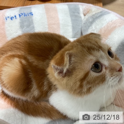 スコティッシュフォールドの写真