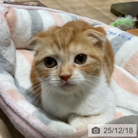 スコティッシュフォールドの写真