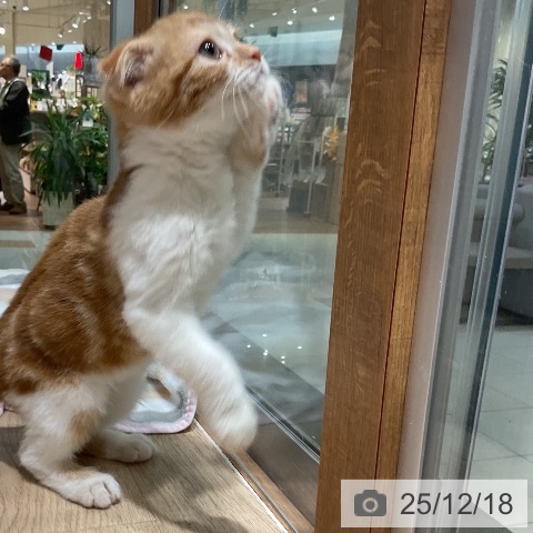 スコティッシュフォールドの写真