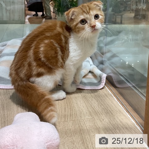 スコティッシュフォールドの写真