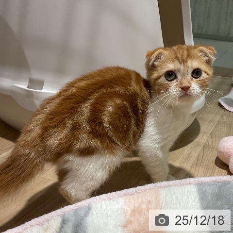 福岡県のスコティッシュフォールド (ペットプラス 八幡東店/2025年10月7日生まれ/男の子/レッドタビーホワイト)の子猫の4枚目の画像