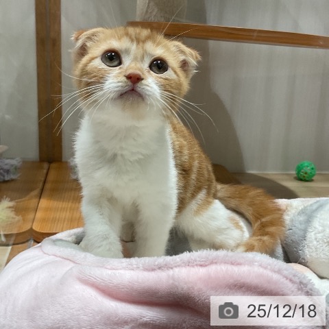 福岡県のスコティッシュフォールド (ペットプラス 八幡東店/2025年10月7日生まれ/男の子/レッドタビーホワイト)の子猫の3枚目の画像