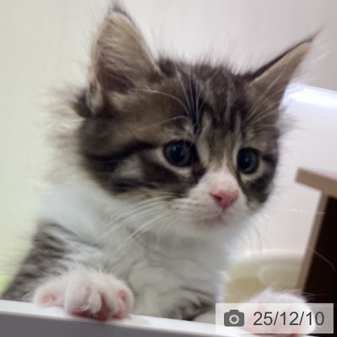 富山県のノルウェージャンフォレストキャット (ペットプラス 高岡店/2025年10月7日生まれ/女の子/ブラウンタビーホワイト)の子猫の3枚目の画像