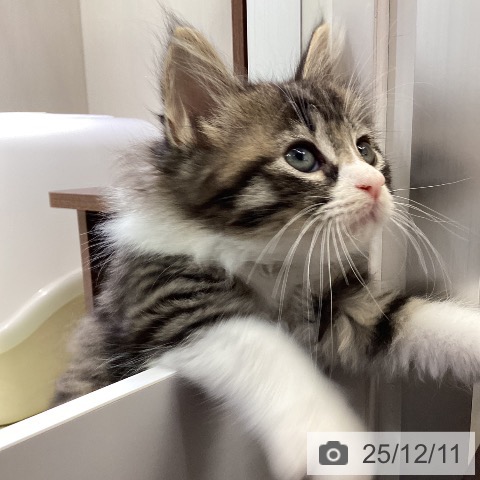 富山県のノルウェージャンフォレストキャット (ペットプラス 高岡店/2025年10月7日生まれ/女の子/ブラウンタビーホワイト)の子猫の4枚目の画像