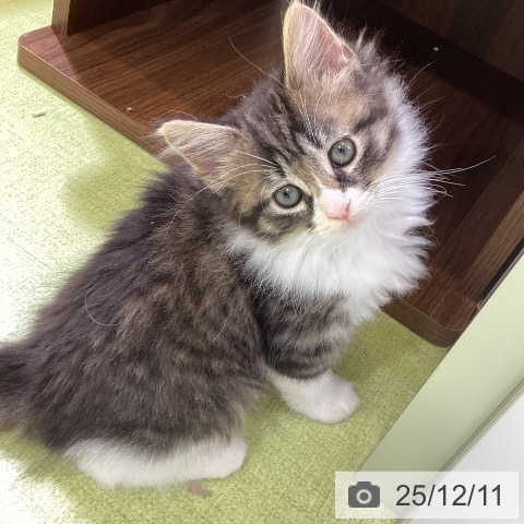 富山県のノルウェージャンフォレストキャット (ペットプラス 高岡店/2025年10月7日生まれ/女の子/ブラウンタビーホワイト)の子猫の3枚目の画像