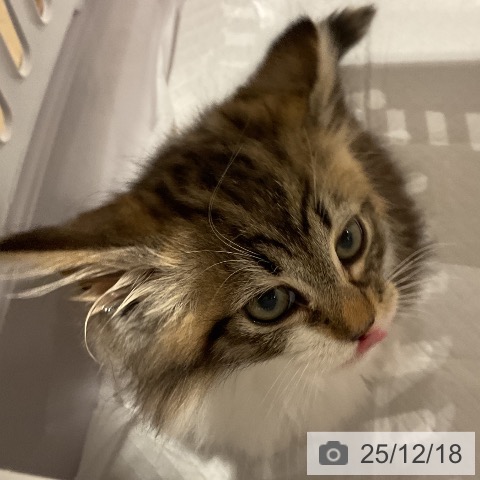 福岡県のノルウェージャンフォレストキャット (ペットプラス 八幡東店/2025年10月7日生まれ/女の子/ブラウンパッチドタビーホワイト)の子猫の4枚目の画像