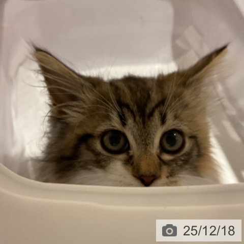 福岡県のノルウェージャンフォレストキャット (ペットプラス 八幡東店/2025年10月7日生まれ/女の子/ブラウンパッチドタビーホワイト)の子猫の3枚目の画像