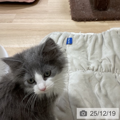 福岡県のノルウェージャンフォレストキャット (ペットプラス 香椎浜店/2025年10月7日生まれ/女の子/ブルーホワイト)の子猫の3枚目の画像