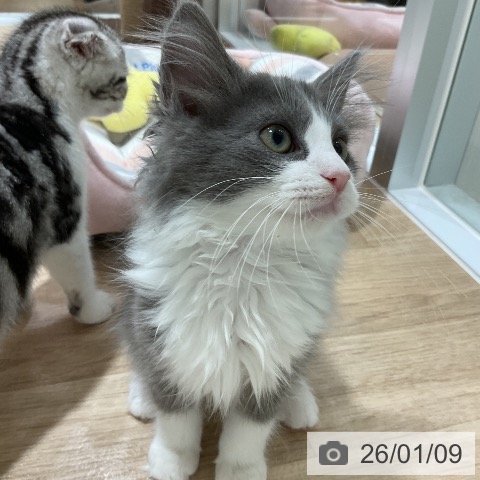 福岡県のノルウェージャンフォレストキャット (ペットプラス 香椎浜店/2025年10月7日生まれ/女の子/ブルーホワイト)の子猫の4枚目の画像