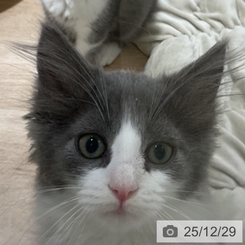 福岡県のノルウェージャンフォレストキャット (ペットプラス 香椎浜店/2025年10月7日生まれ/女の子/ブルーホワイト)の子猫の3枚目の画像