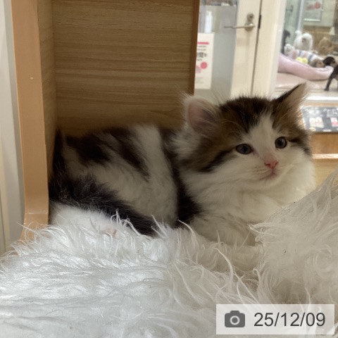 ノルウェージャンフォレストキャットの写真