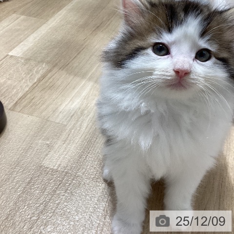 ノルウェージャンフォレストキャットの写真