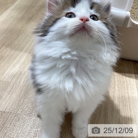 ノルウェージャンフォレストキャットの写真