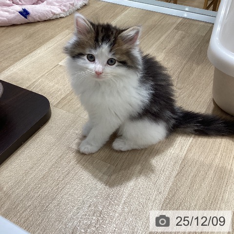 ノルウェージャンフォレストキャットの写真