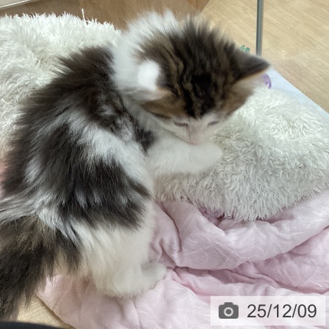 ノルウェージャンフォレストキャットの写真