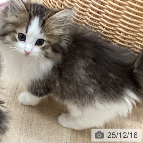 福岡県のノルウェージャンフォレストキャット (ペットプラス ららぽーと福岡店/2025年10月8日生まれ/男の子/ブラウンタビーホワイト)の子猫の4枚目の画像