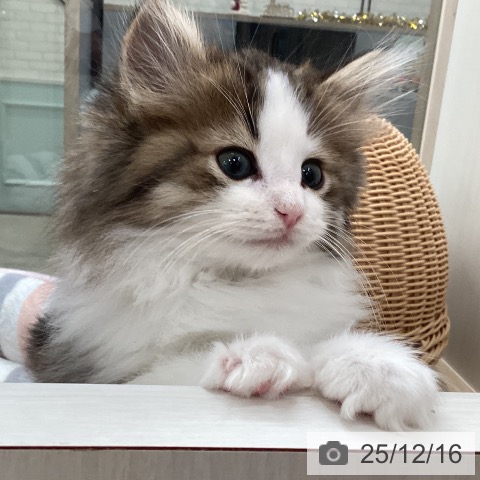 福岡県のノルウェージャンフォレストキャット (ペットプラス ららぽーと福岡店/2025年10月8日生まれ/男の子/ブラウンタビーホワイト)の子猫の3枚目の画像