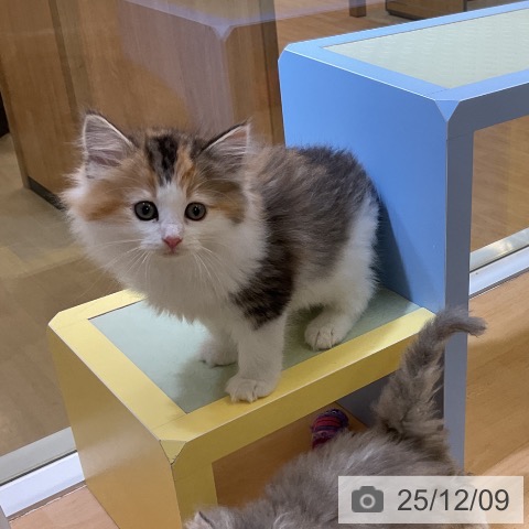 ノルウェージャンフォレストキャットの写真