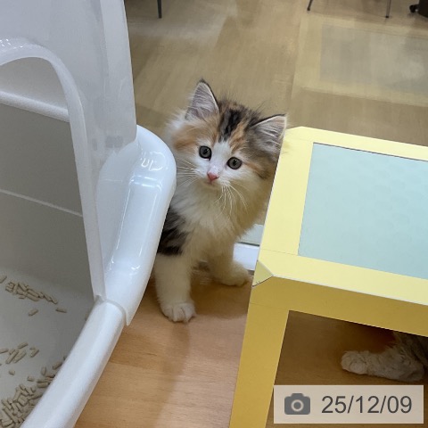 ノルウェージャンフォレストキャットの写真