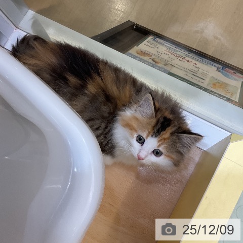 ノルウェージャンフォレストキャットの写真