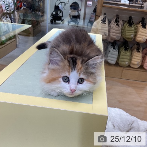 愛知県のノルウェージャンフォレストキャット (ペットプラス mozoワンダーシティ店/2025年10月8日生まれ/女の子/ブラウンパッチドタビーホワイト)の子猫の3枚目の画像