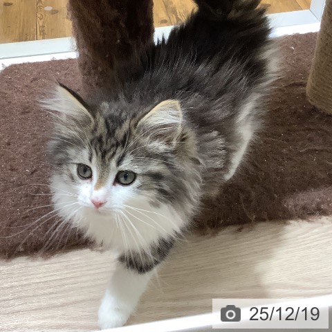 沖縄県のノルウェージャンフォレストキャット (ペットプラス 南風原店/2025年10月8日生まれ/女の子/ブラウンタビーホワイト)の子猫の4枚目の画像