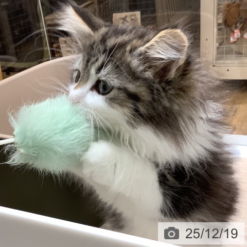 沖縄県のノルウェージャンフォレストキャット (ペットプラス 南風原店/2025年10月8日生まれ/女の子/ブラウンタビーホワイト)の子猫の3枚目の画像