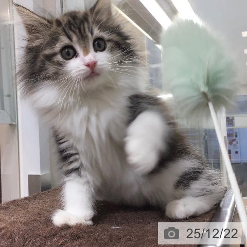 沖縄県のノルウェージャンフォレストキャット (ペットプラス 南風原店/2025年10月8日生まれ/女の子/ブラウンタビーホワイト)の子猫の3枚目の画像