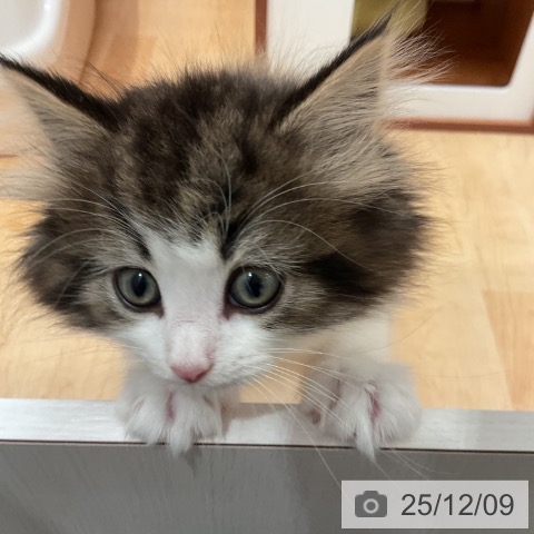 ノルウェージャンフォレストキャットの写真