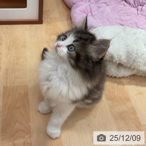 ノルウェージャンフォレストキャットの写真