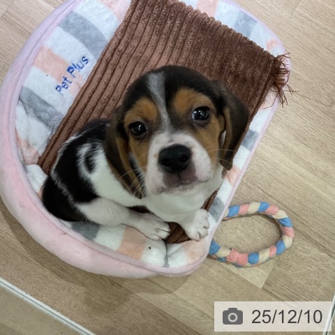 愛知県のビーグル (ペットプラス イオンモール豊川店/2025年10月8日生まれ/男の子/ブラックタンホワイト)の子犬の3枚目の画像