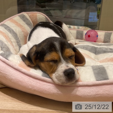 愛知県のビーグル (ペットプラス イオンモール豊川店/2025年10月8日生まれ/男の子/ブラックタンホワイト)の子犬の3枚目の画像