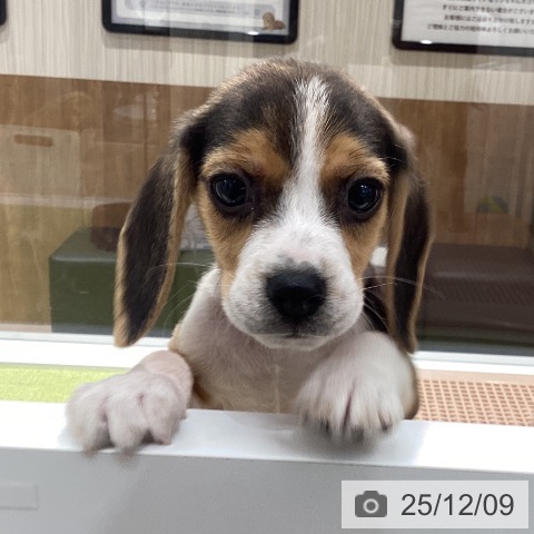 石川県のビーグル (ペットプラス 白山店/2025年10月8日生まれ/男の子/ブラックタンホワイト)の子犬の4枚目の画像