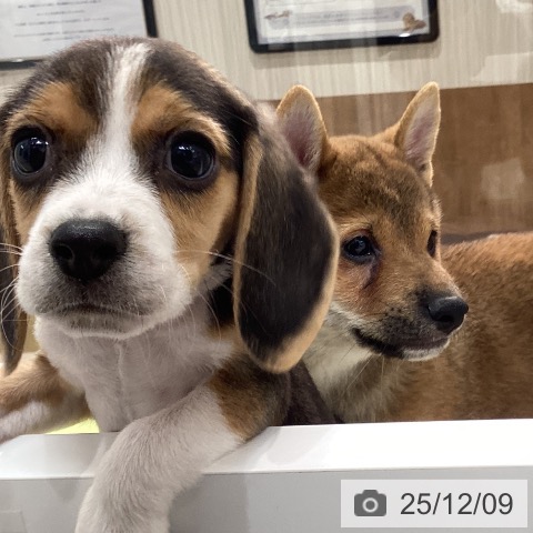 石川県のビーグル (ペットプラス 白山店/2025年10月8日生まれ/男の子/ブラックタンホワイト)の子犬の3枚目の画像