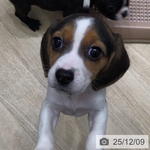 ビーグルの写真