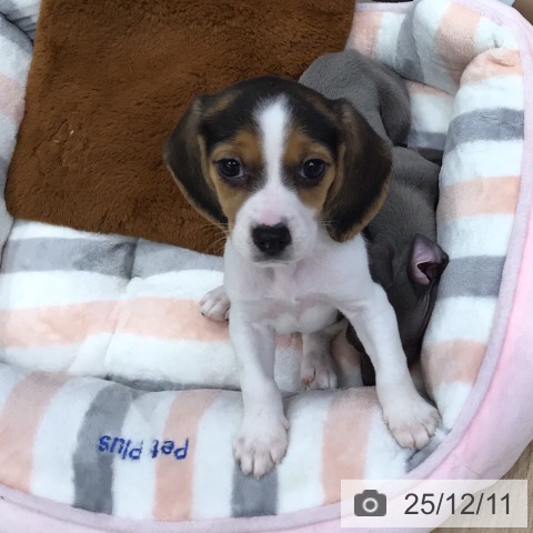 岐阜県のビーグル (ペットプラス 各務原店/2025年10月8日生まれ/女の子/ブラックタンホワイト)の子犬の3枚目の画像