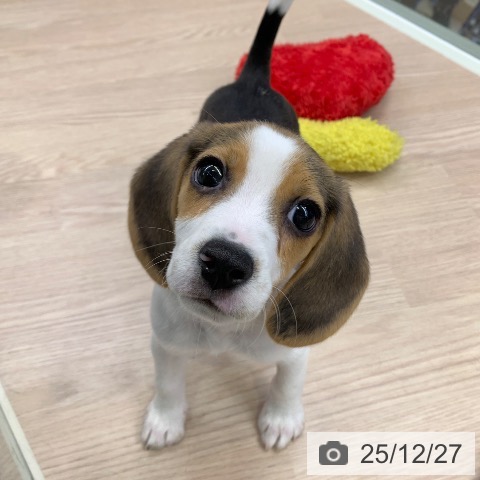 千葉県のビーグル (ペットプラス 幕張新都心店/2025年10月8日生まれ/女の子/ブラックタンホワイト)の子犬の3枚目の画像